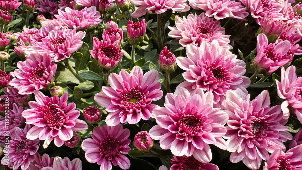 Wall mural beautiful pink blooming chrysanthemum in the garden