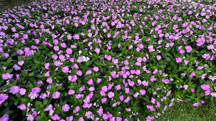 Obraz premium A breathtaking field of New Guinea Impatiens flowers blooming in the garden
