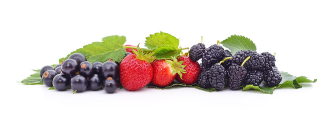 Berries of mulberry and strawberry and currants with leaves.
