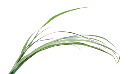 Fototapeta premium Bush of green grass.