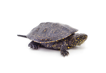 Obraz premium One small turtle.