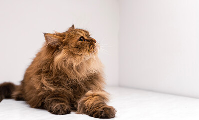 A side profile of a long-haired Persian cat with stunning orange fur and expressive amber eyes...