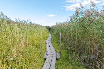 Nature trail at Pornaistenniemi with wooden duckboards in summer, Helsinki, Finland.