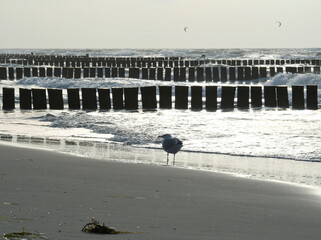 a seagull struts along the stormy coast in the evening light. It only appears dimly in the backlight