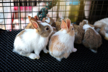 Obraz premium A group of Thai baby rabbits inside cage for sale at the pet shop market.