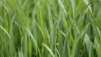Obraz premium Close up of fresh thick grass with water drops in the early morning