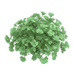Obraz premium A lush cluster of green leaves, resembling a small plant or herb.