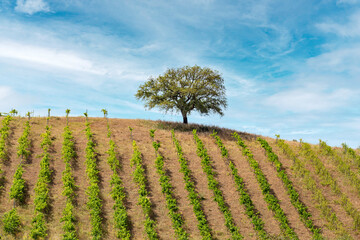 Tree on top of a hill with a vineyard on a farm in southern Spain in spring © carloskoblischek