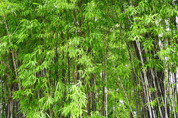 Black bamboo grove in morning light of serene springtime atmosphere.