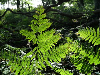 Vibrant green Lady Fern in the forest indicates healthy and robust vegetation, as well as optimal...