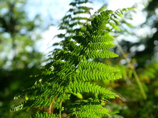 Vibrant green Lady Fern in the forest indicates healthy and robust vegetation, as well as optimal...