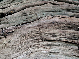 Old, bark-stripped tree trunk: A sign of advanced decomposition and natural decay. Porous wood...