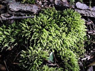 True moss is a fascinating element of forest ecology and plays a crucial role in the ecosystem.