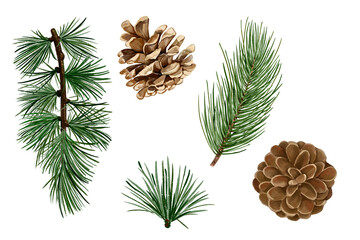 Fototapeta premium pine cones set of pine branches Collection set of Holly branches with leaves traditional natural green Christmas and Holidays ornaments isolated on transparent background