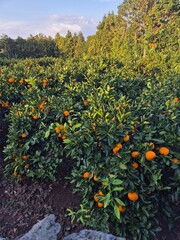 귤밭