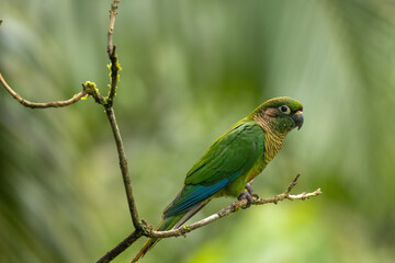 Obraz premium Birds of the Atlantic Forest - Brazil