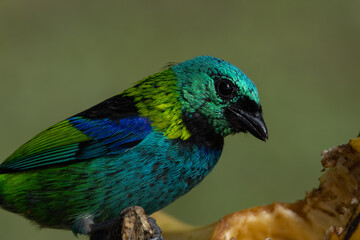 Obraz premium Birds of the Atlantic Forest - Brazil