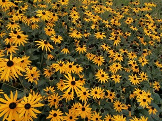 Flower bed of yellow flowers blooming in sun
