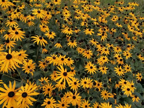 Flower bed of yellow flowers blooming in sun