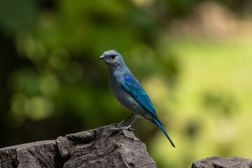 Obraz premium Birds of the Atlantic Forest - Brazil