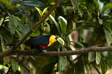 Fototapeta premium Birds of the Atlantic Forest - Brazil