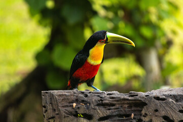 Birds of the Atlantic Forest - Brazil
