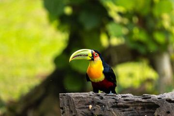 Birds of the Atlantic Forest - Brazil