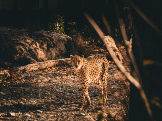 Gepard  © Stefan P.