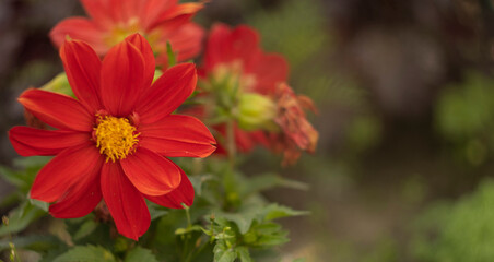 red flower with green buds on blurred background