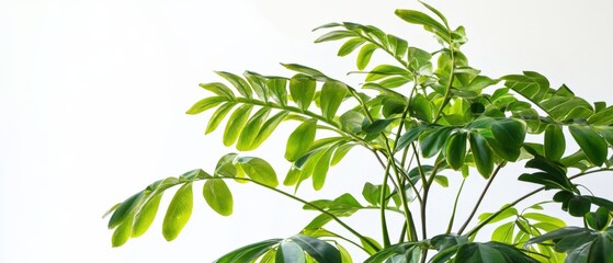 Obraz premium lush green indoor plant with vibrant leaves