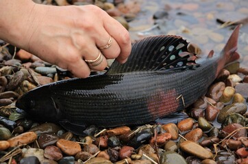 fish in a hand