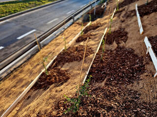 covering of the lawn sowing with textiles to ensure a large slope against erosion. using brown jute...