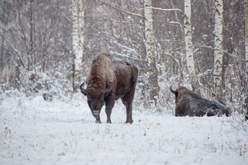 Bison in a winter meadow at the edge of the forest