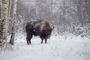 Bison emerging from the winter birch forest