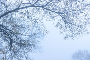 Tree branches without leaves against a foggy sky