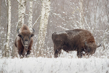 Two bisons in a winter meadow against the background of the forest