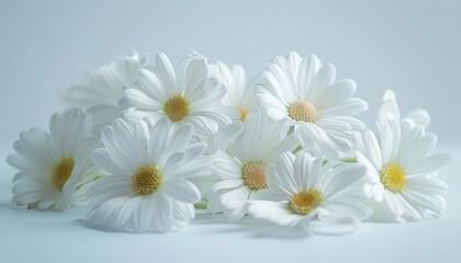 Fototapeta premium Delicate White Daisies Cluster Softly on Pale Background