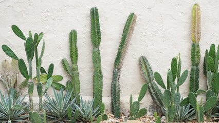 The wall with cactus plants. Minimalist style of bright outdoor cactus garden.