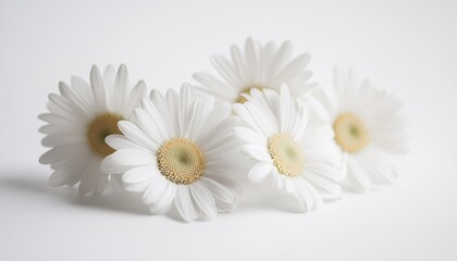 Fototapeta premium White Daisies Grouped Together On White Background