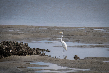 Great white egret stands in a marsh of oyster reefs