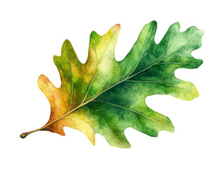 Naklejka premium Watercolor Illustration of Single Oak Leaf on Transparent Background