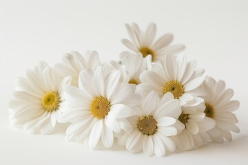 Obraz premium A cluster of delicate white daisies rests gently