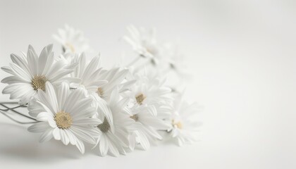 Obraz premium Delicate White Daisies Arranged on a White Background