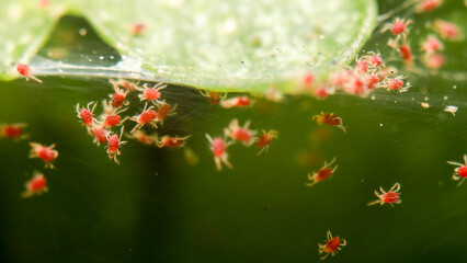 Super macro photo Red Spider Mite infestation on green vegetable. Insect concept.