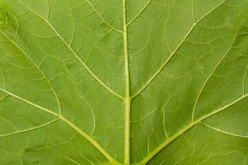 Fototapeta premium A green leaf of a pumpking plant in a close up view