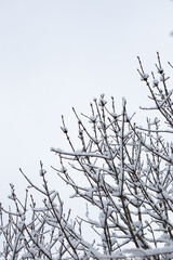 bare tree branches covered with snow on white sky background, place for your text, winter dull mood 