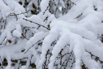 Obraz premium closeup image tree branches covered with snow in early evening twilight