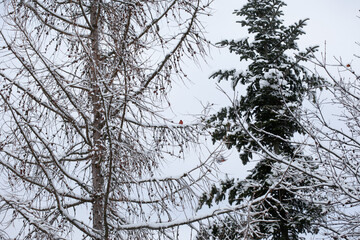 bare trees covered with snow on natural white blurred background in early winter twilight