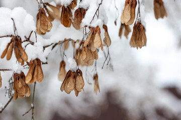 winter landscape with bare maple branches and seeds cowered with snow on abstract natural blurred...