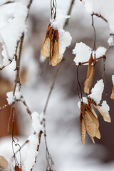 winter landscape with bare maple branches and seeds cowered with snow on abstract natural blurred...